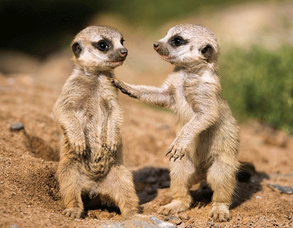 3D Magnet Erdmännchen (25)