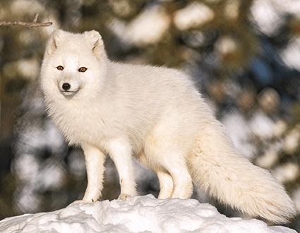 3D magnet arctic fox (25)