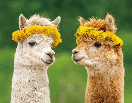 3D Magnet Alpakas (25)