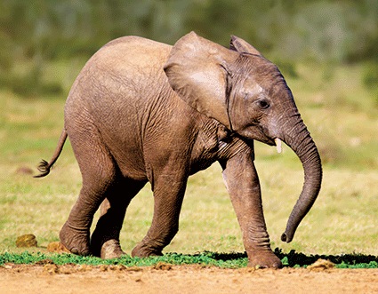 3D Magnet Elefantenbaby (25)