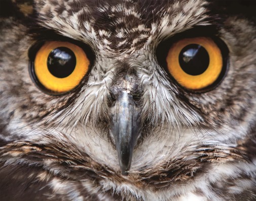 3D Magnet Eulenaugen (25)