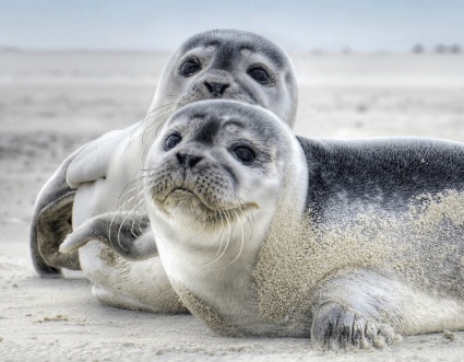 3D Magnet Robben (25)