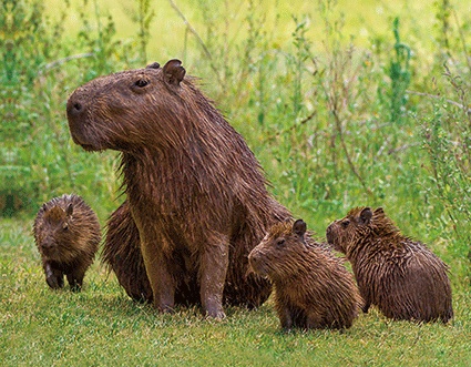 3D Magnet Capybaras (25)