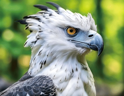 3D Magnet Harpyie (25)