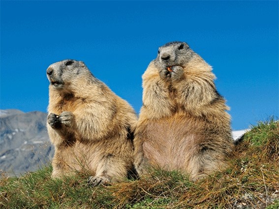 3D placemat marmots (10)