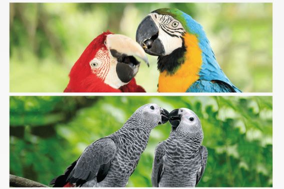 3D Lesezeichen Papageien (25)