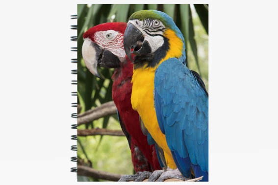 3D Notizbuch Papageien groß (12)