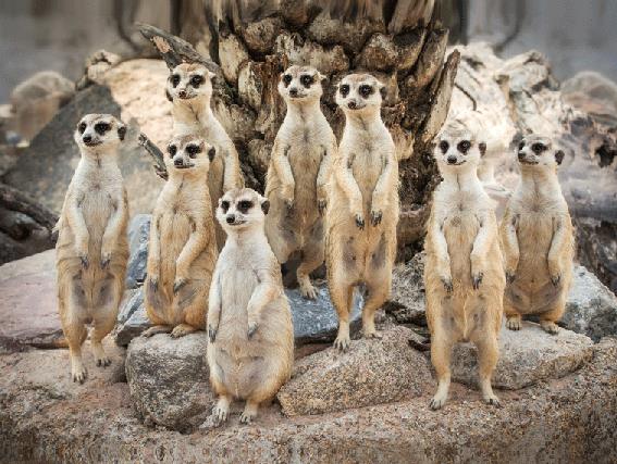3D placemat meerkats (10)