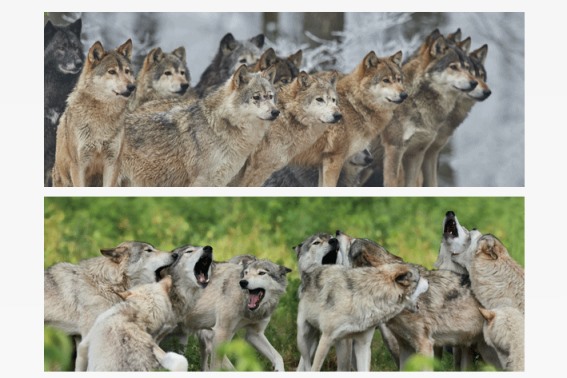 3D Lesezeichen Wölfe (25)