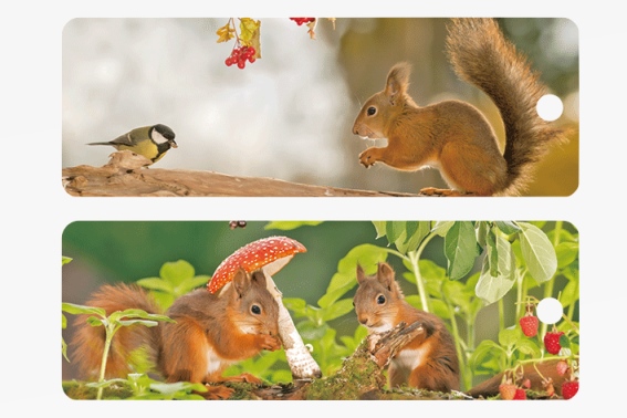 3D Lesezeichen Eichhörnchen (25)