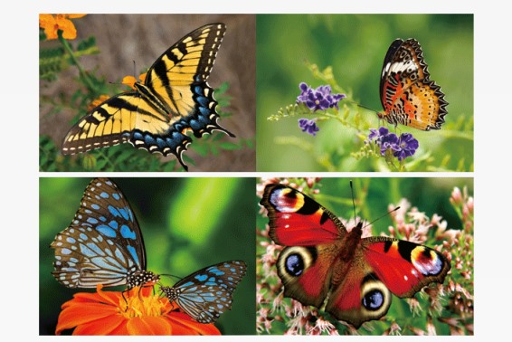 3D Lesezeichen Schmetterlinge (25)