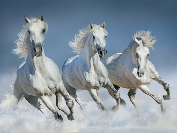 3D placemat white horses (10)