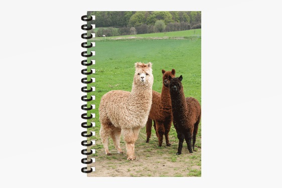 3D notebook alpacas small (12)