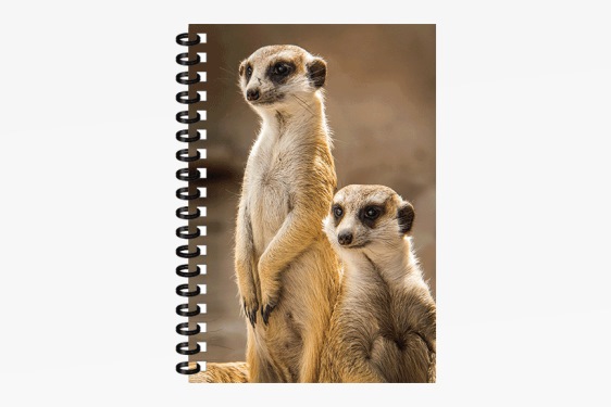 3D notebook meerkats small (12)