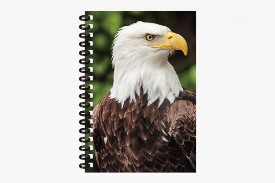 3D notebook bald eagle small (12)
