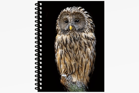 3D notebook tawny owl big (12)