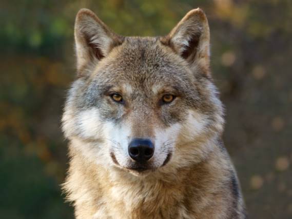 3D Platzmatte Wolf (10)