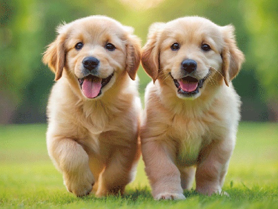 3D placemat golden retriever (10)