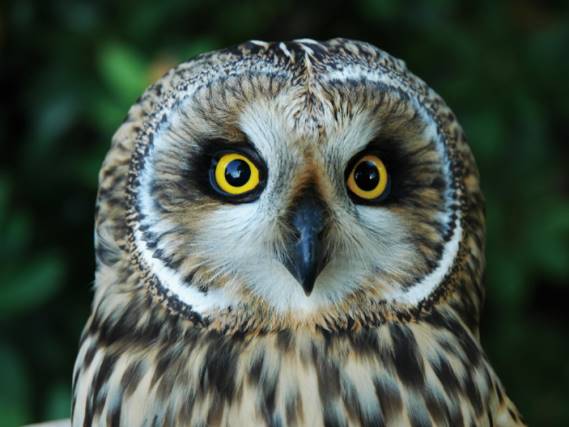 3D placemat short-eared owl (10)