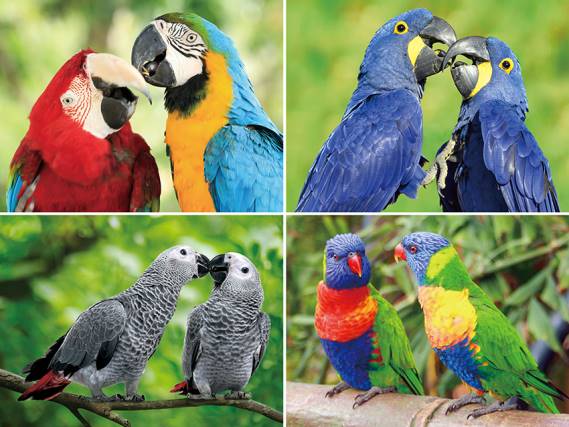 3D Platzmatte Papageien (10)