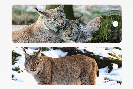 3D Lesezeichen Luchse (25)