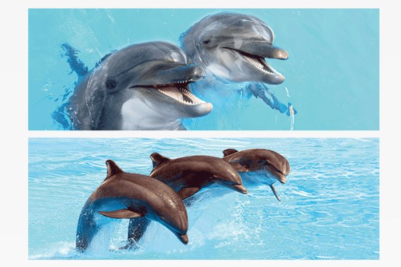 3D Lesezeichen Delfine (25)