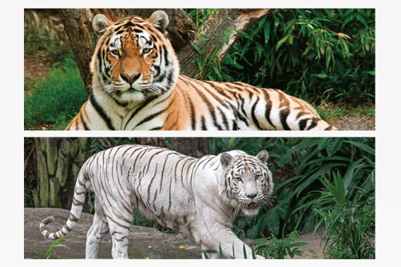 3D Lesezeichen Tiger (25)