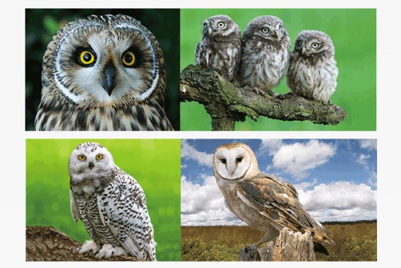 3D bookmark owls (25)