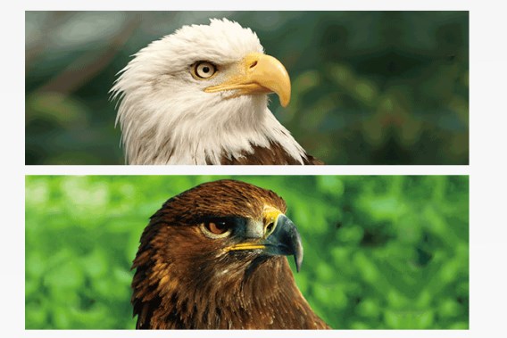 3D bookmark eagles (25)