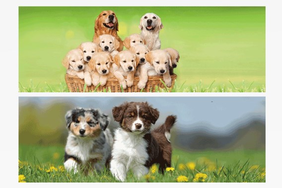 3D bookmark dogs (25)