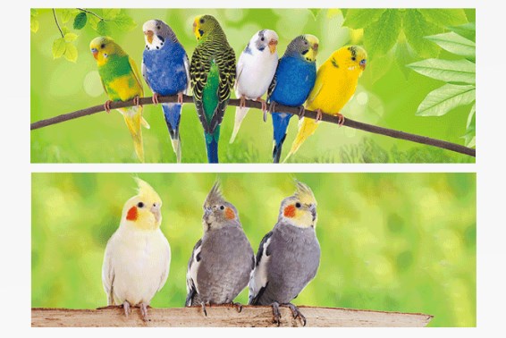 3D bookmark parakeets (25)
