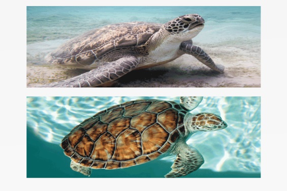3D Lesezeichen Meeresschildkröte (25)