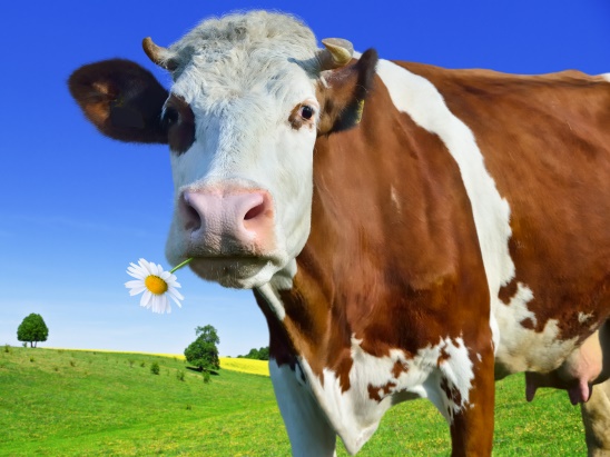 3D placemat cow (10)