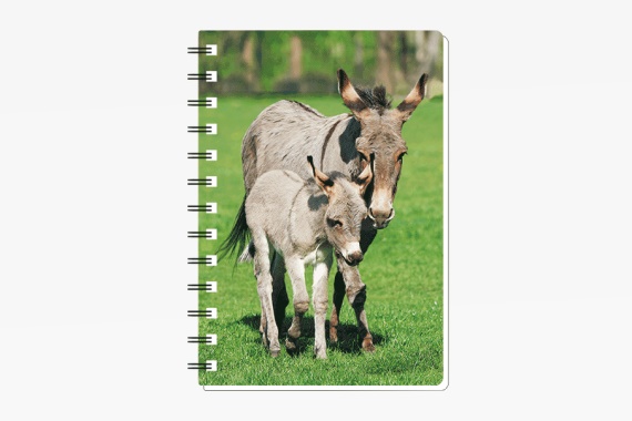 3D notebook donkey small (12)