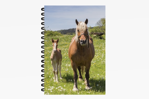 3D notebook Haflinger horses small (12)