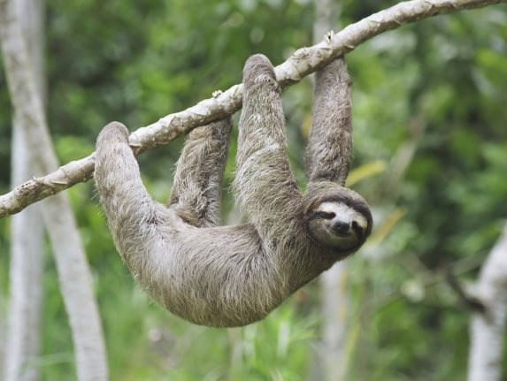 3D placemat sloth (10)