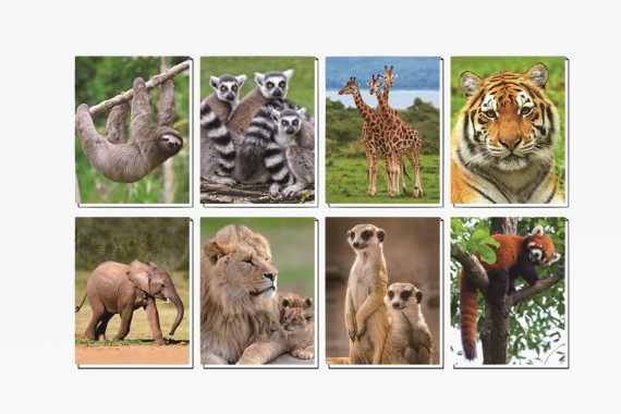 3D notebook zoo animals 8 asst. (80)