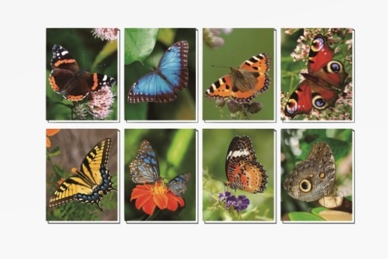3D notebook butterflies 8 assorted (80)
