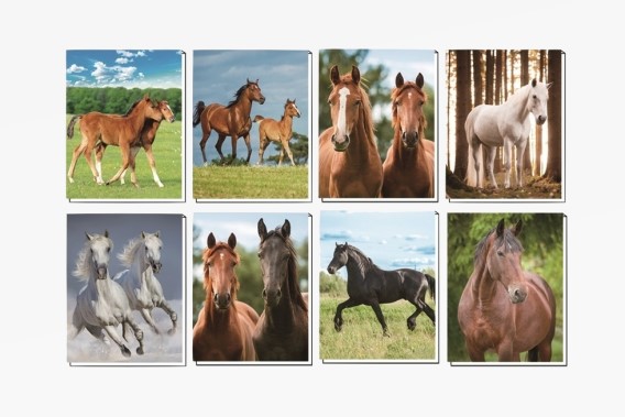 3D notebook horses 8 assorted (80)