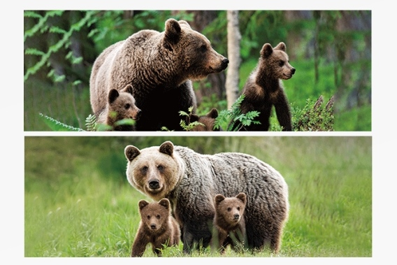 3D Lesezeichen Braunbär (25)