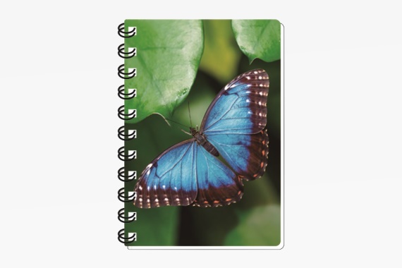 3D notebook common morpho small (12)