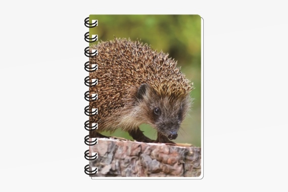 3D notebook hedgehog small (12)