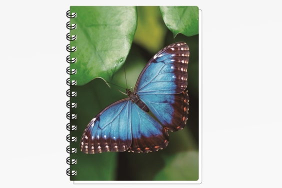 3D notebook common morpho big (12)