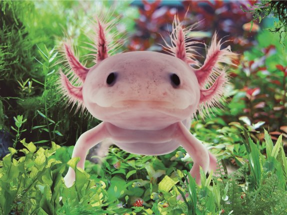 3D placemat axolotl (10)