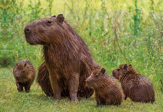 3D placemat capybaras (10)