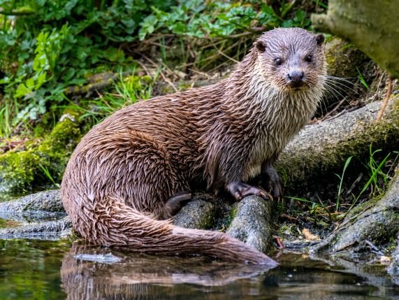 3D placemat otter (10)