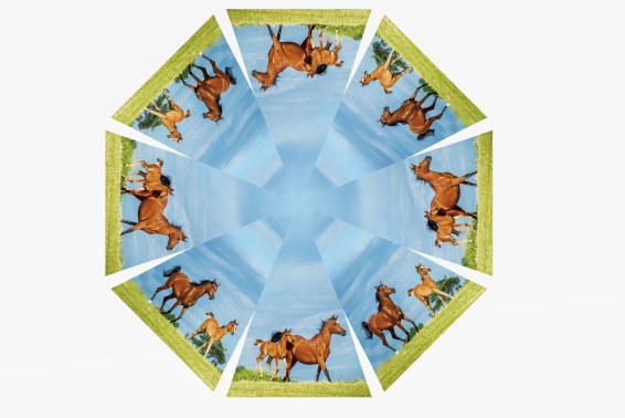 Kinderschirm Pferde L 65,5 cm (12)