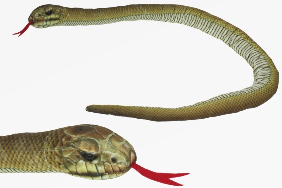Plush Aesculapian snake l 150 cm (6)