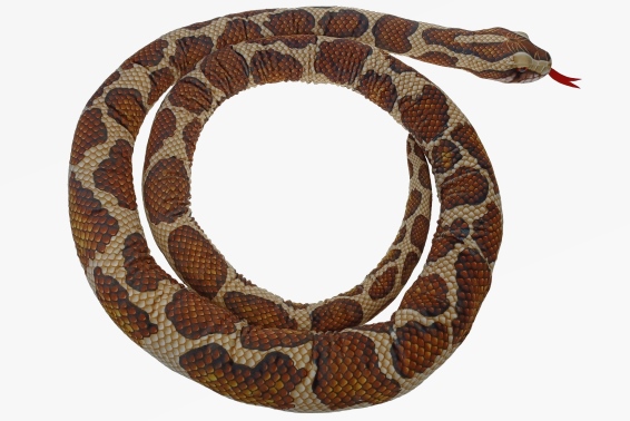 Plush Burmese python length 300 cm (1)