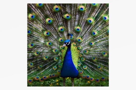 Plush cushion peacock design (3)